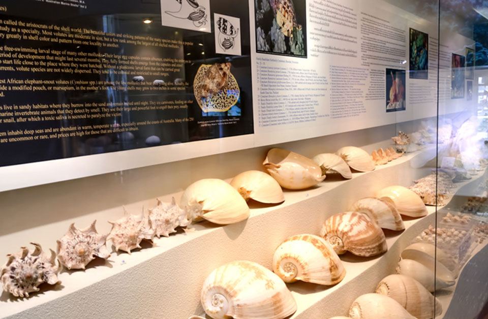 曼谷贝壳博物馆(bangkok seashell museum)